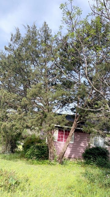 Large overgrown tree too close to a house with branches hanging over that needs to be removed in Warner Robins, GA