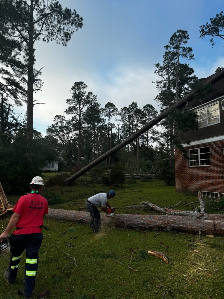 Tree removal in Reynolds, GA, felled tree with workers from Tree Removal Near Me sawing into logs