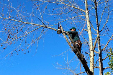 Tree Trimming service being performed in Warner Robins, GA, technician midway up tree sawing off large limb with chainsaw.